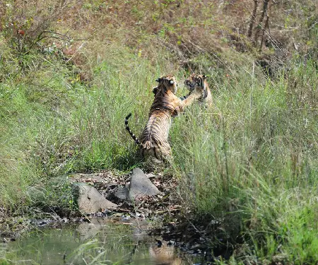 Wildlife Photography Tours in India Wildlife Photography Tours in India